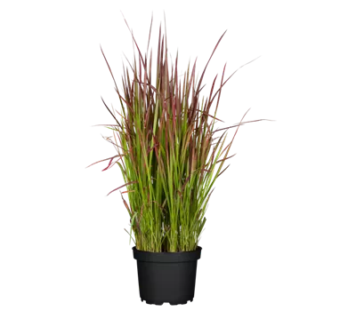 Imperata cylindrica 'Red Baron'