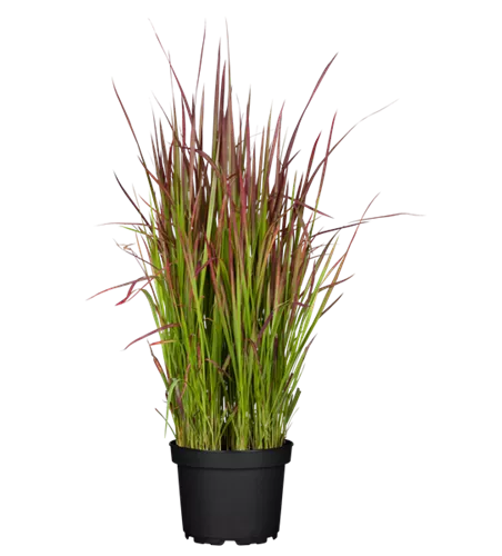 Imperata cylindrica 'Red Baron'