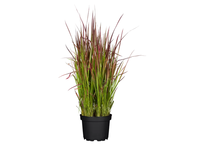 Imperata cylindrica 'Red Baron'