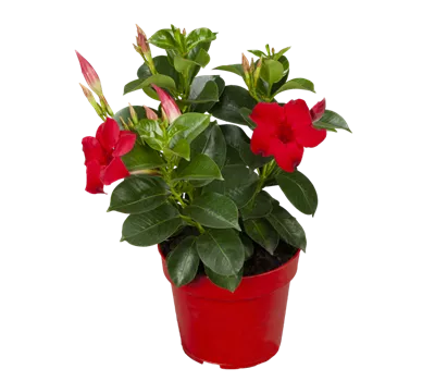 Mandevilla sanderi 'Sundaville® Red'