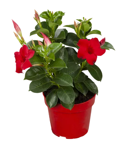 Mandevilla sanderi 'Sundaville® Red'