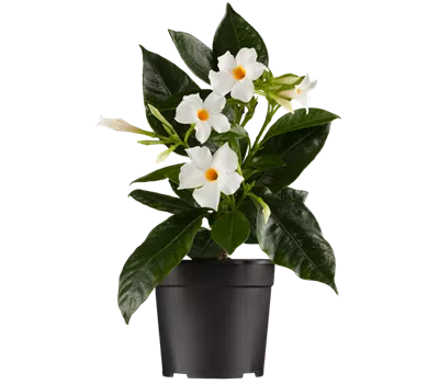 Mandevilla sanderi 'Sundaville® White'