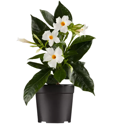 Mandevilla sanderi 'Sundaville® White'