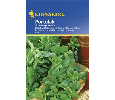 Sommerportulak