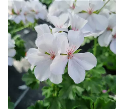 Pelargonium interspecific 'Marcada® White'