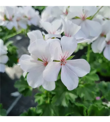Pelargonium interspecific 'Marcada® White'
