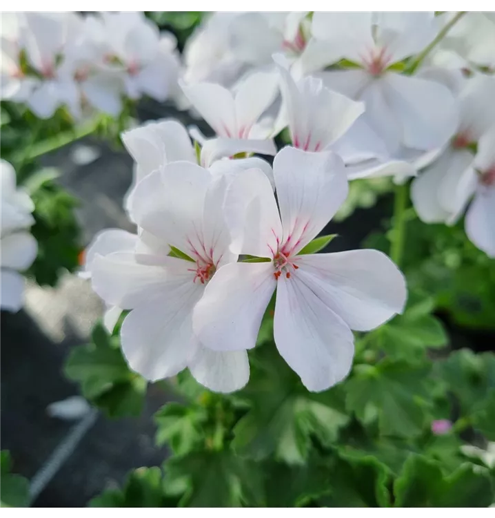Pelargonie 'Marcada® White'