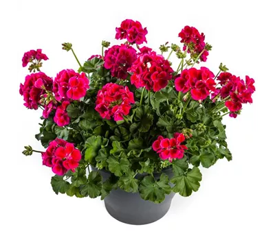 Pelargonium int. ´Calliope Red Splash´