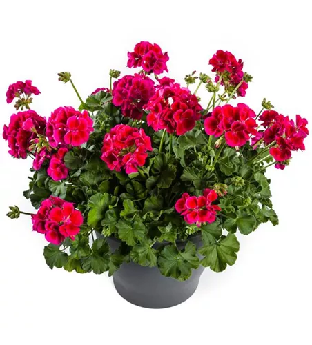 Pelargonium int. ´Calliope Red Splash´