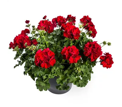 Pelargonium Calliope® 'Dark Red'