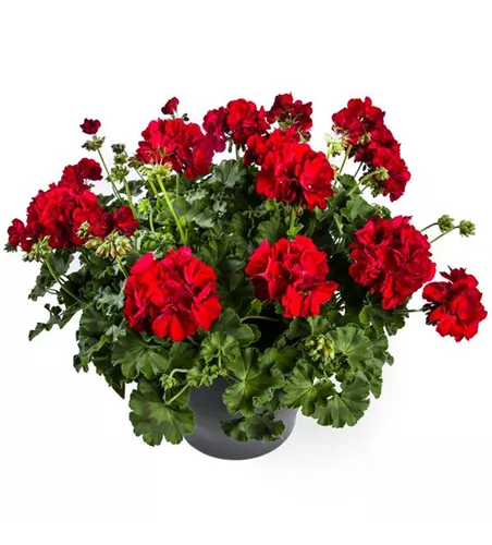 Pelargonium Calliope® 'Dark Red'