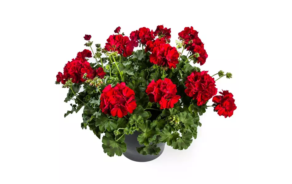 Pelargonium Calliope® 'Dark Red'