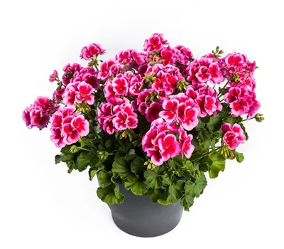 Pelargonium 'Calliope® Rose Splash'