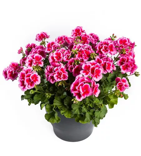 Pelargonium 'Calliope® Rose Splash'
