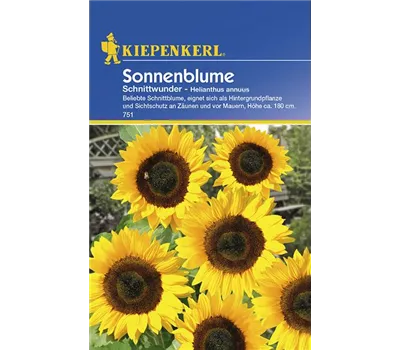 Sonnenblume Schnittwunder