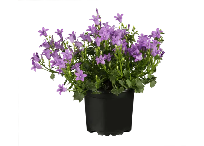 Campanula portenschlagiana 'Birch Hybrid'