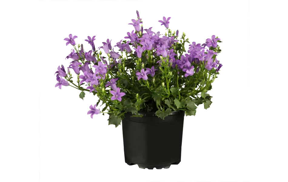 Campanula portenschlagiana 'Birch Hybrid'