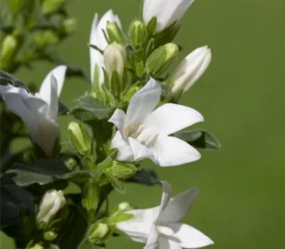 Campanula poscharskyana 'E.H. Frost'