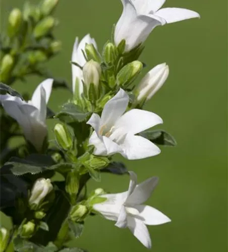 Campanula poscharskyana 'E.H. Frost'