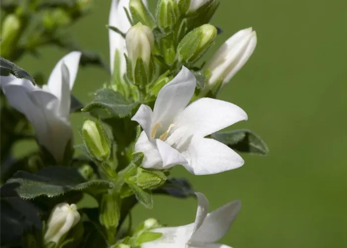 Campanula poscharskyana 'E.H. Frost'