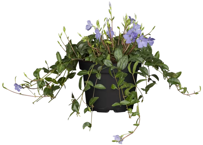 Vinca minor