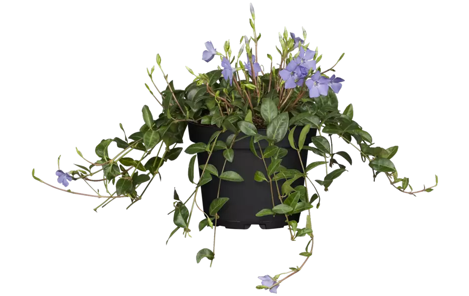 Vinca minor