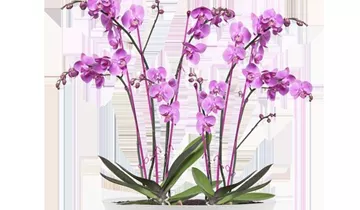 1A Garten Ammer 1A Garten Ammer