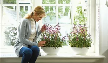 1A Garten Ammer 1A Garten Ammer