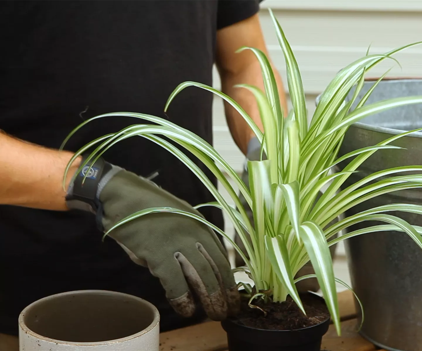 Grünlilie - Umtopfen