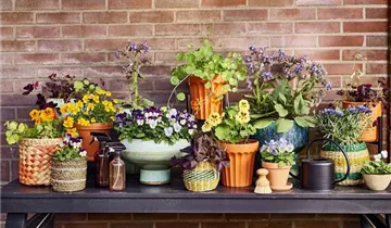 Zum Vergrößern klicken Bildvorschau