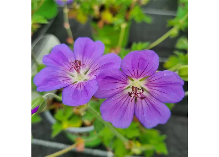 Geranium wallichianum 'Rozanne'®
