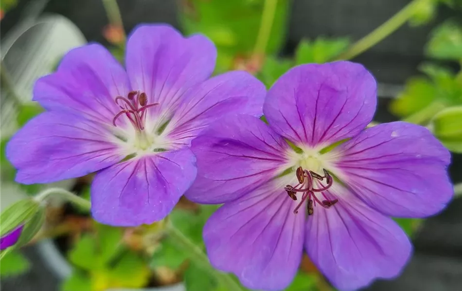 Geranium wallichianum 'Rozanne'® Geranium wallichianum 'Rozanne'®