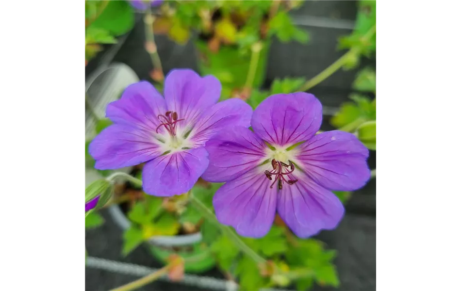 Geranium wallichianum 'Rozanne'®