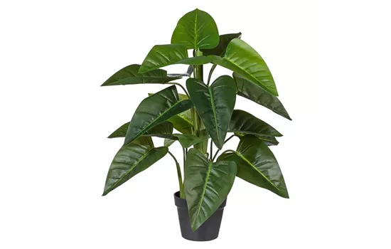 Philodendron ca 75cm grün