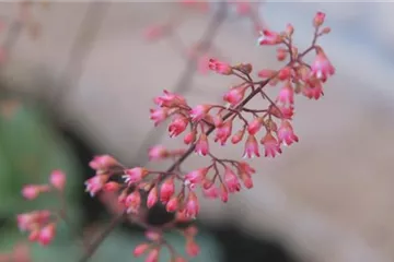 Echtes Purpurglöckchen (Heuchera)- Einpflanzen im Garten