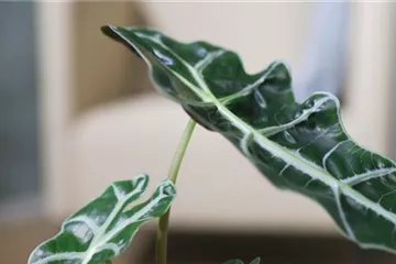 Pfeilblatt- Umtopfen