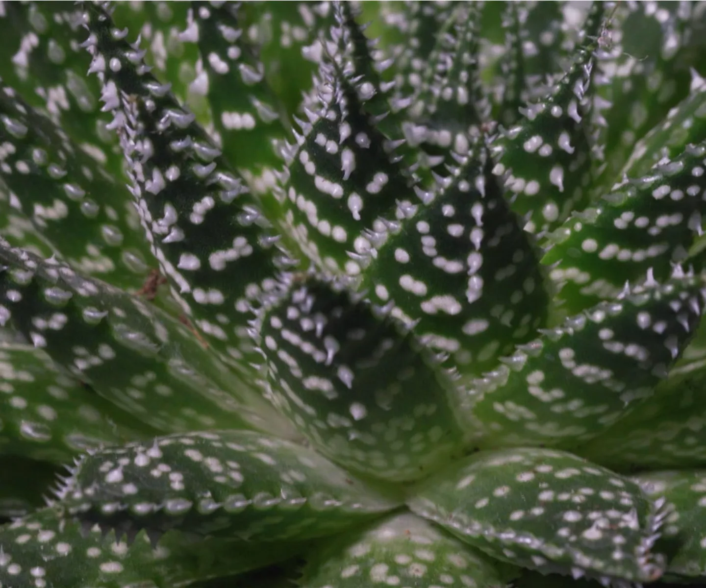 Haworthia - Umtopfen