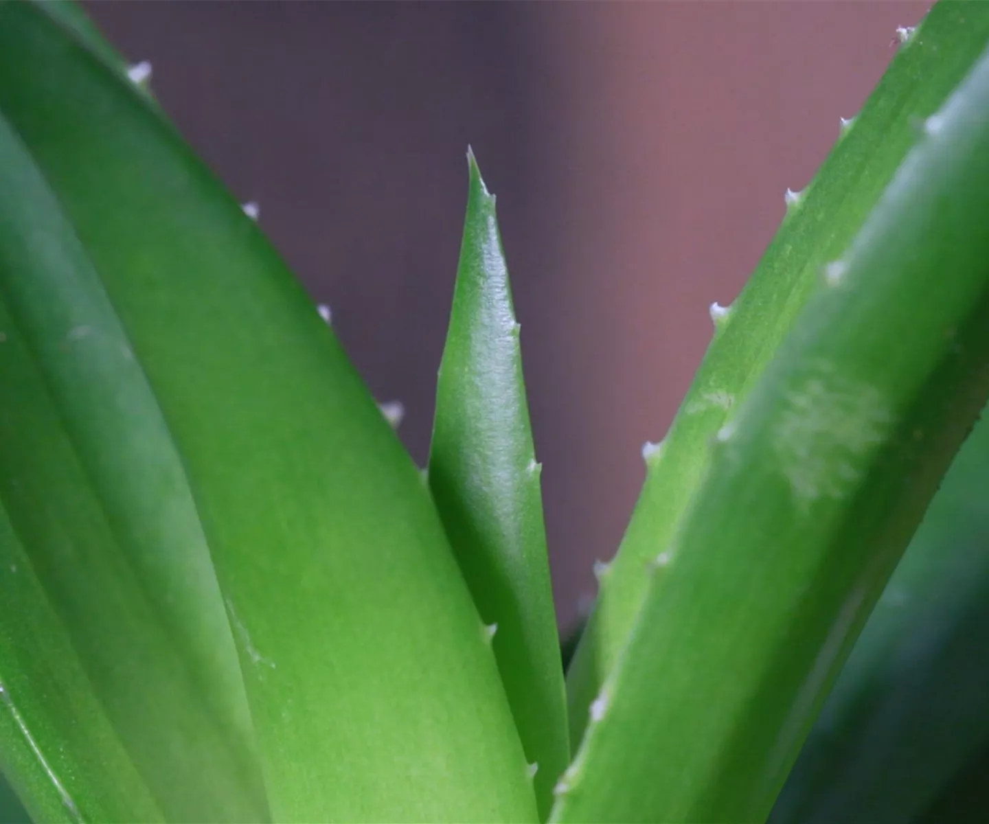 Aloe Vera (klein) - Umtopfen