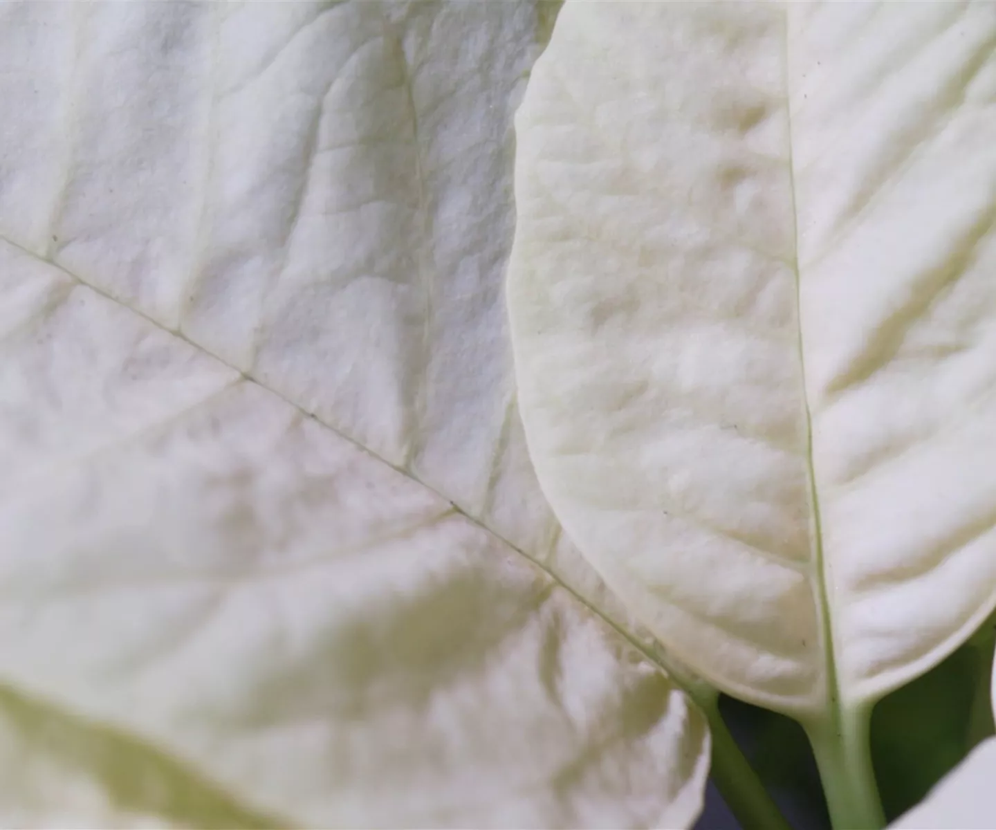 Weihnachtsstern (gelb) - Umtopfen