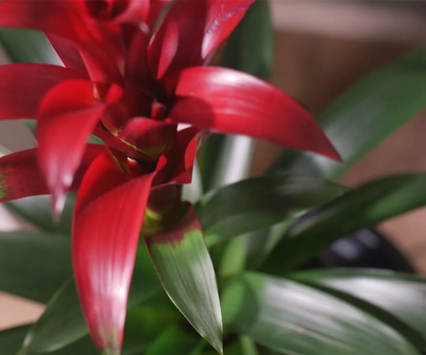 Zimmerpflanzenportrait - Bromelie