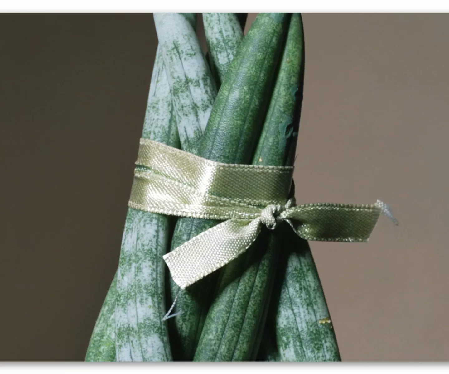 Zimmerpflanzenportrait - Bogenhanf "Spaghetti" 