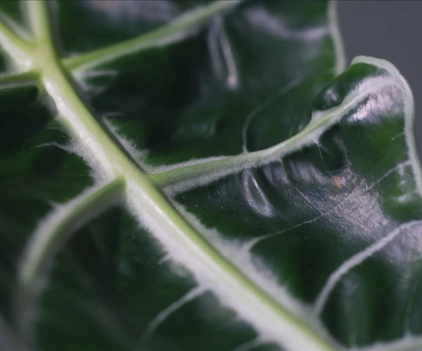 Zimmerpflanzenportrait - Pfeilblatt