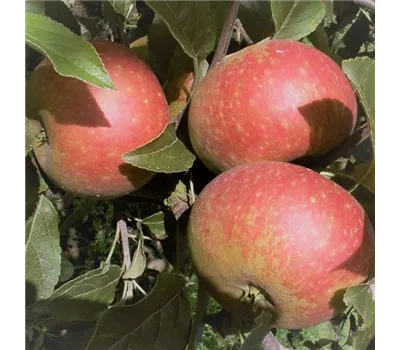 Apfel 'Ingrid Marie'