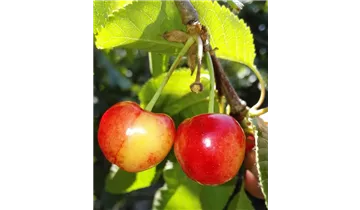 1A Garten Ammer