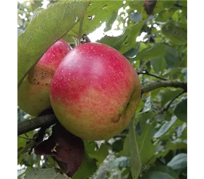 Apfel 'Juwel von Kirchwerder'