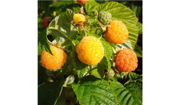 1A Garten Ammer