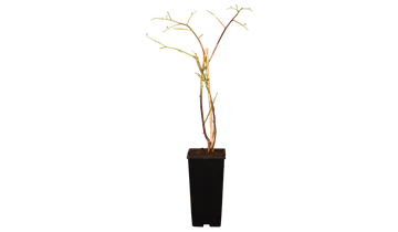 1A Garten Ammer