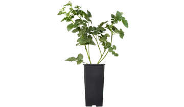 1A Garten Ammer