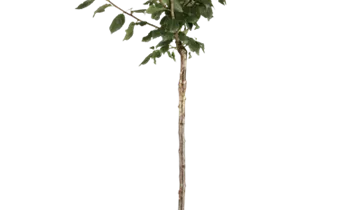Bildvorschau