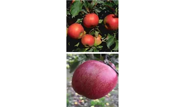1A Garten Ammer